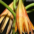Bruguiera sexangula (Upriver Orange Mangrove) in Yorkeys Knob オバナヒルギ<br />Canon KDX (400D) + EFS60 F2.8 + SPEEDLITE 380EX